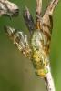 Orellia falcata